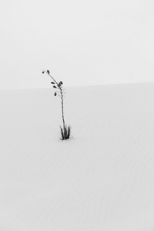 White Sands #16