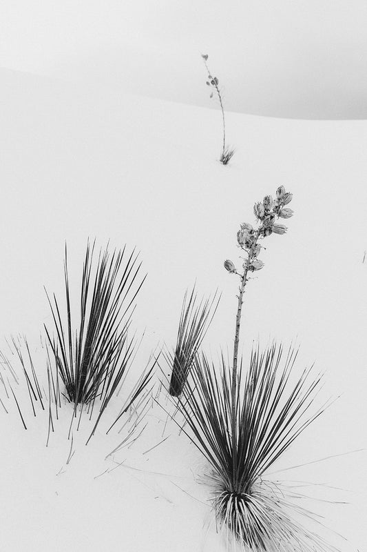 White Sands #17
