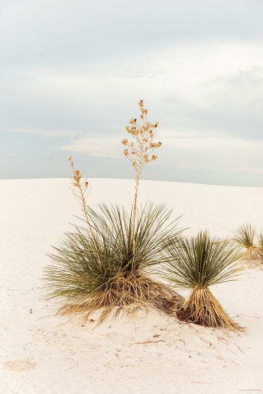 White Sands #19
