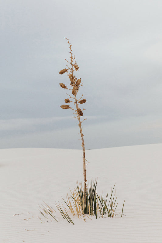 White Sands #7
