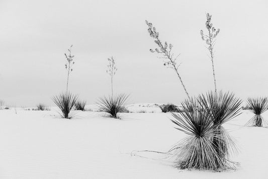 White Sands #9