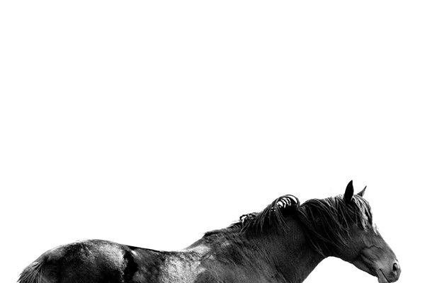 Majestic Confidence II